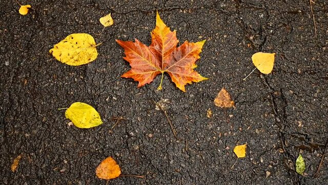 Hojas coloridas en oto&ntilde;o en un d&iacute;a lluvioso.