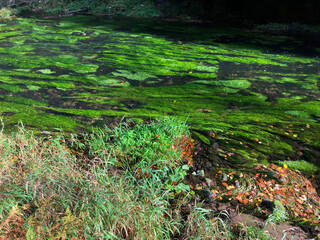 Stream flowing with green plants growing underwater