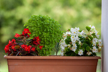 flowers in the garden