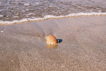 Obraz premium 砂浜の貝殻