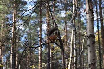 squirrel on tree