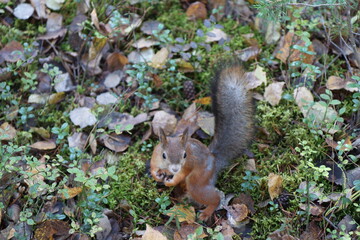 squirrel in the park