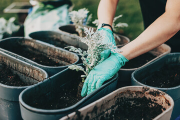 Close-up portrait of woman's hands planting into terracotta flower pot outdoor. Replanting, putting plants in grey container pots