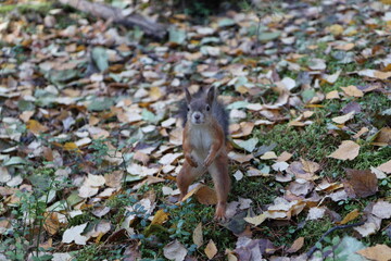 squirrel in the forest