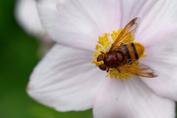 Hornissen-Schwebfliege (Volucella zonaria)