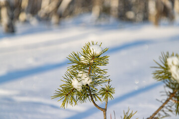 snow covered trees