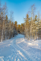 winter forest in the snow