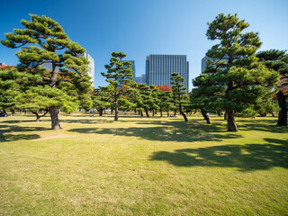 Obraz premium 秋の皇居外苑の風景 11月