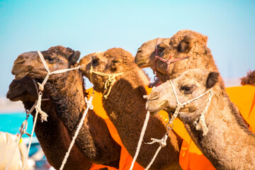 Bactrian camels in the desert. Camels harnessed to riding reins. Camel head and mouth close-up. Camel nose. Egyptian Desert.