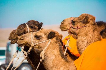 Bactrian camels in the desert. Camels harnessed to riding reins. Camel head and mouth close-up....
