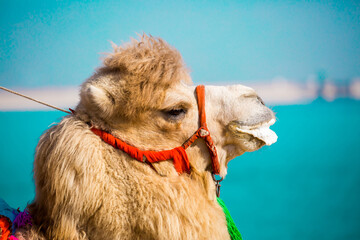 Bactrian camels in the desert. Camels harnessed to riding reins. Camel head and mouth close-up....