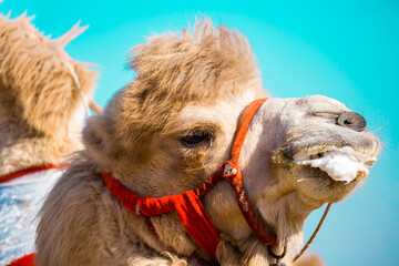Bactrian camels in the desert. Camels harnessed to riding reins. Camel head and mouth close-up....