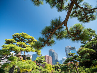 秋の皇居外苑の風景　11月