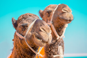 Bactrian camels in the desert. Camels harnessed to riding reins. Camel head and mouth close-up....