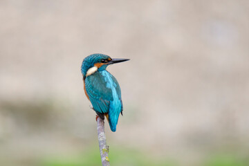 Eisvogel (Alcedo atthis)