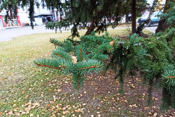 Green spruce branch with needles on background of yellow leaves