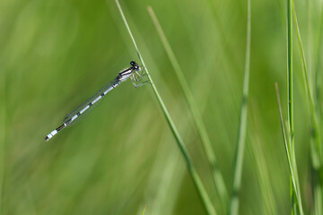 Gemeine Bisenjungfer (Lestes sponsa)