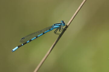 Gemeine Bisenjungfer (Lestes sponsa)