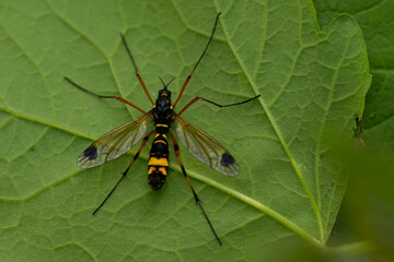 Geschm&uuml;ckte Kammschnake (Ctenophora ornata)