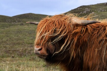 A highland coo spotted near Applecross, Scotland - obrazy, fototapety, plakaty
