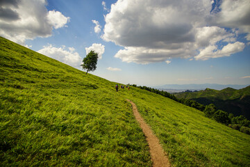 Obraz premium The path on the hillside, the green natural scenery is beautiful