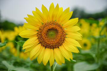 Sunflower close-up sunflower