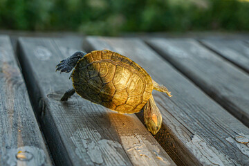 Tortoise Brazilian tortoise is crawling and turning over