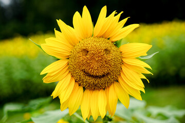 Sunflower smile close-up