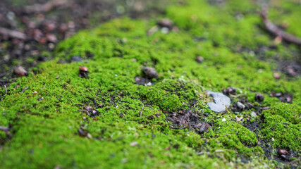 Moss moss on the ground