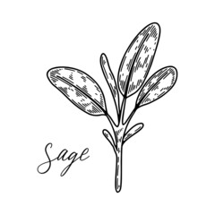 Hand drawn sage branch. Vector illustration in sketch style