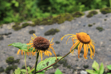 yellow oregon sunshine macro photo