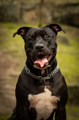 pit bull