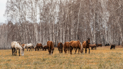 A herd of horses grazes on a large field. Autumn grazing of horses against the background of birch...