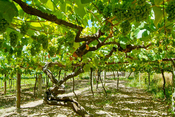 Viñedos integrados en la D.O. Rías Baixas, Pontevedra, Galicia