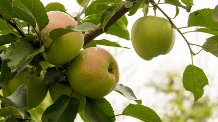 Apples on a branch with water drops, copy space, close up