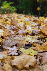 Many yellow autumn leaves in the forest