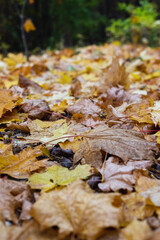 Many yellow autumn leaves in the forest