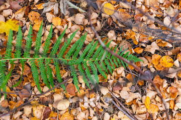 Green fern leaf lies on the ground on yellow autumn leaves