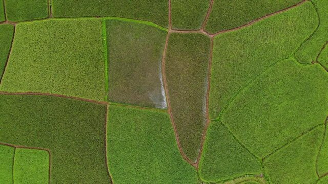 The beauty of nature from the pattern of terraced rice fields at the end of the rainy season before harvest time