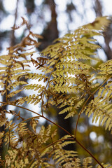 Yellowed autumn fern leaves in the forest