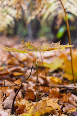 Many yellow autumn leaves in the forest