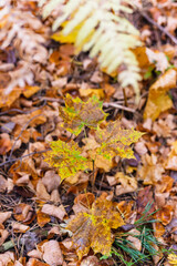 Autumn maple leaves on the ground in the forest

