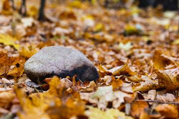 Stone lying on autumn leaves in the forest