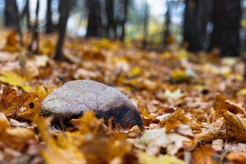 Stone lying on autumn leaves in the forest