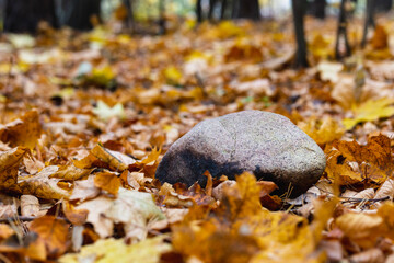 Stone lying on autumn leaves in the forest