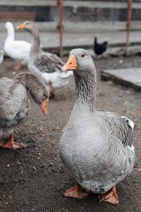 Close up grey domestic goose standing.