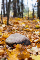 Stone lying on autumn leaves in the forest