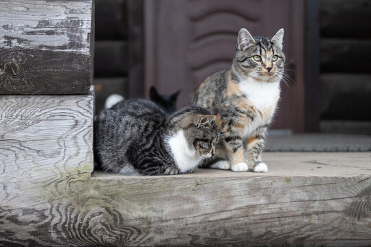 Cute tabby cats sitting outdoor.