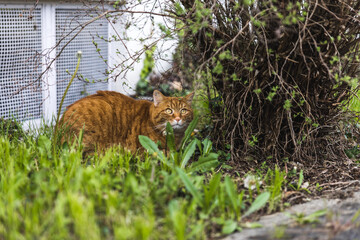 Orange cat under a bush behind gras.