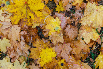 Autumn maple leaves on the ground in the forest
